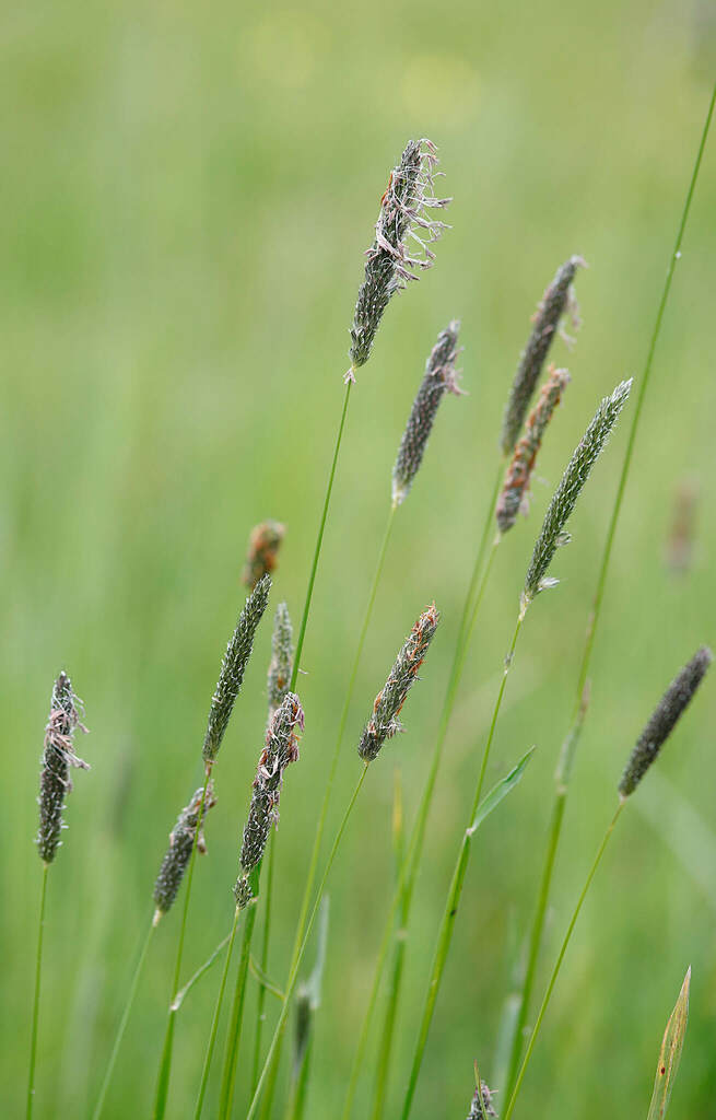 Meadow Foxtail (Alopecurus pratensis) · iNaturalist
