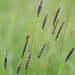 Meadow Foxtail - Photo (c) Frank Walther, all rights reserved, uploaded by Frank Walther