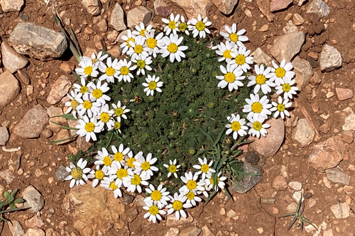 Anacyclus pyrethrum