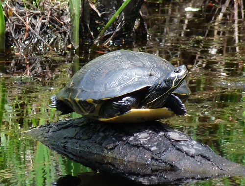 Coastal Plain Cooter