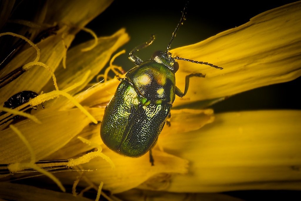 Cryptocephalus from Bratislava, Slovensko on May 26, 2024 at 0933 AM