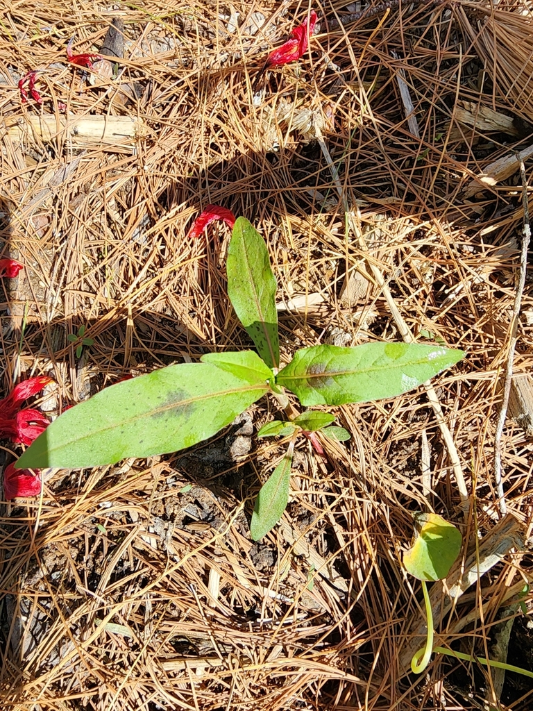 spotted lady's thumb from 32Q9+PX, SainteMargueriteduLacMasson, QC