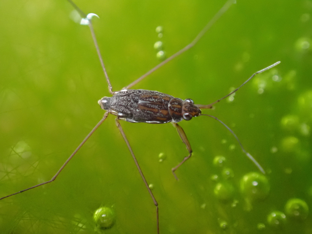 Emaba Insect Amemboa from 臺灣島, 茂林區, KHH, TW on May 19, 2024 at 12:46 PM by melody ...