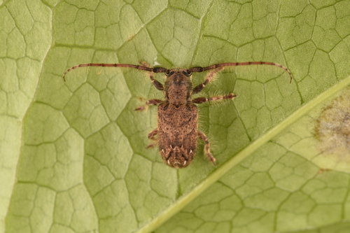 Mispila nigrovittata