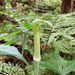 Arisaema peninsulae - Photo (c) Kazuma.i, all rights reserved, uploaded by Kazuma.i