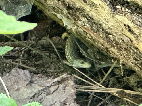 iNaturalist observation photo of Northern Alligator Lizard