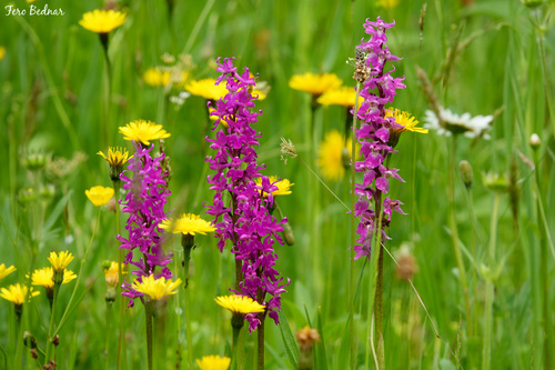 Orchis mascula speciosa