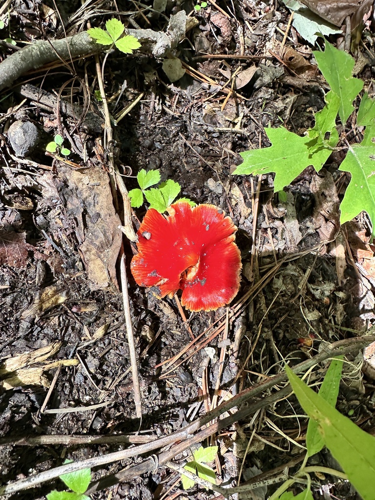 Candy Apple Waxy Cap from Great Smoky Mountains National Park, Gatlinburg, TN, US on June 3