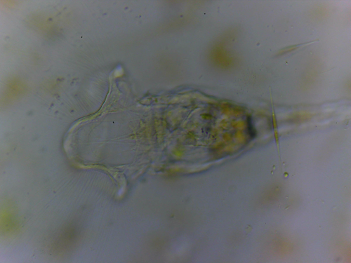 Collotheca campanulata
