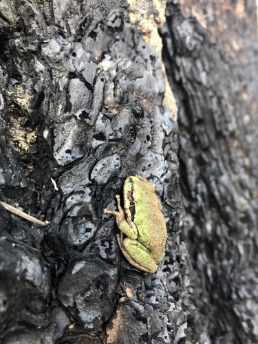 iNaturalist observation photo of Pacific chorus frog