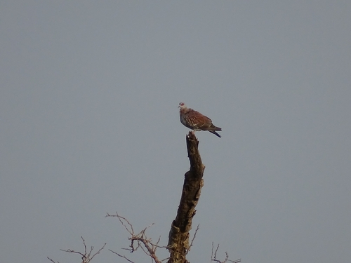 Speckled Pigeon