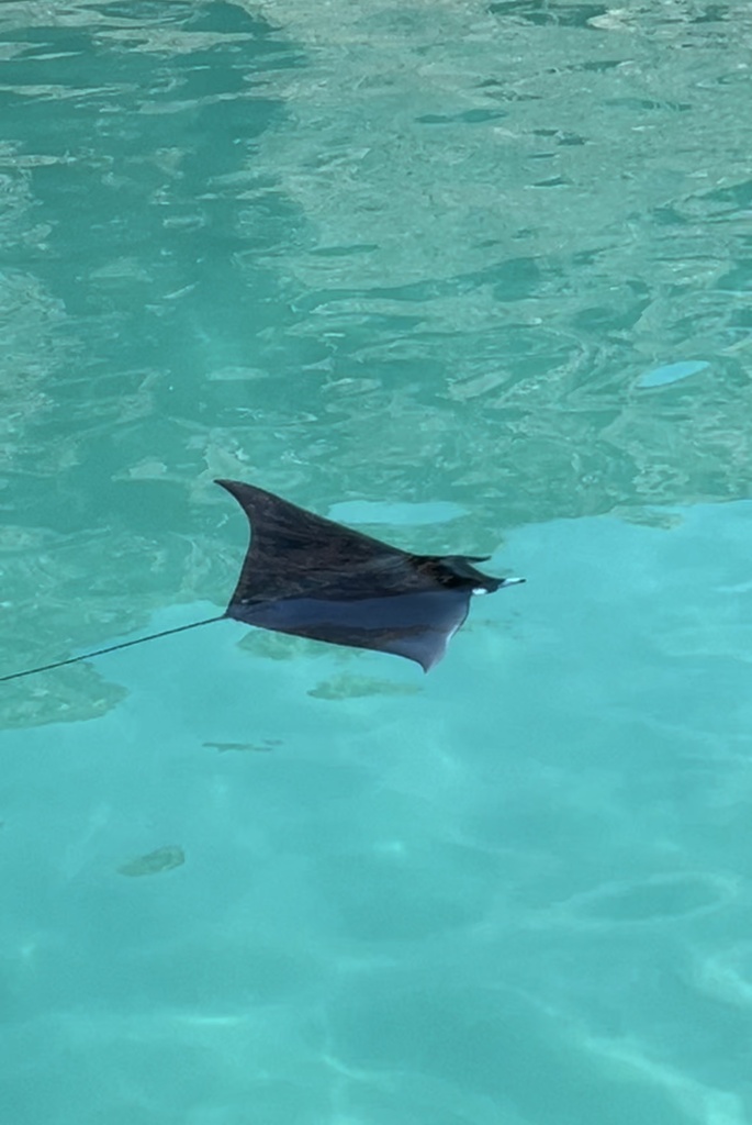 Spinetail Devil Ray in April 2024 by Enid Gutierrez · iNaturalist