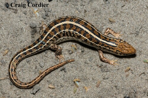 Cape Skink