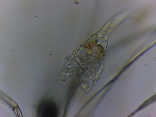 Collotheca campanulata