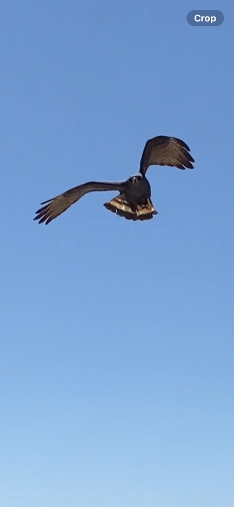 Zone-tailed Hawk from Red Rock Canyon National Conservation Area, Blue ...