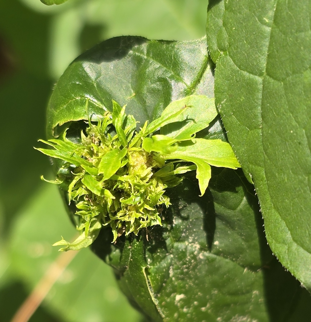 Phytoplasmas (Genus Phytoplasma) · iNaturalist