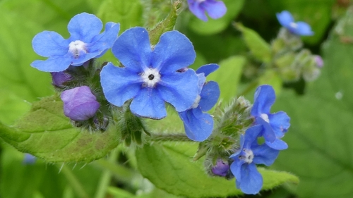 Pentaglottis