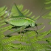 Zwick's Bright Bush-Cricket - Photo (c) Marc Bulte, all rights reserved, uploaded by Marc Bulte