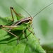Graceful Bush-Cricket - Photo (c) Marc Bulte, all rights reserved, uploaded by Marc Bulte