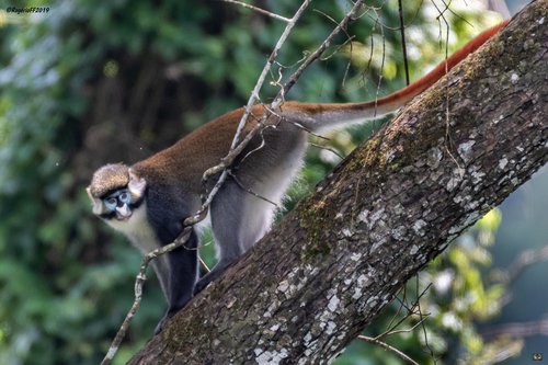 Red-tailed Monkey