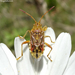 Stictopleurus abutilon - Photo (c) Miranda Engelshoven, όλα τα δικαιώματα διατηρούνται, uploaded by Miranda Engelshoven