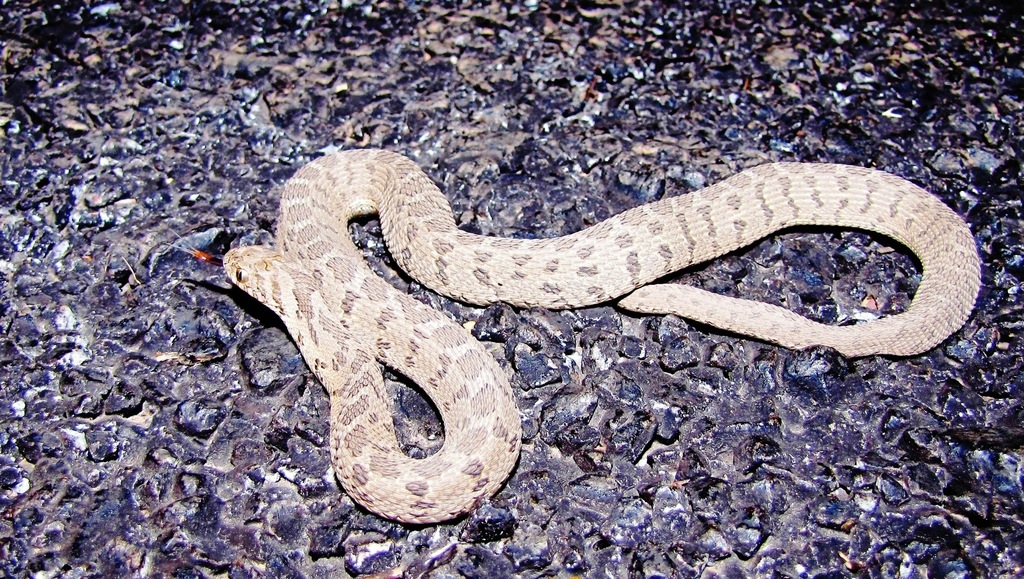 Egg Eating Snake From Swellendam 6740 South Africa On November 2   Large 