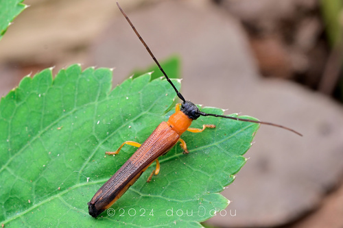 Oberea heudei