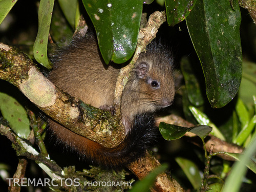 Brown's Toró (Isothrix barbarabrownae) — Data Deficient Mammalia