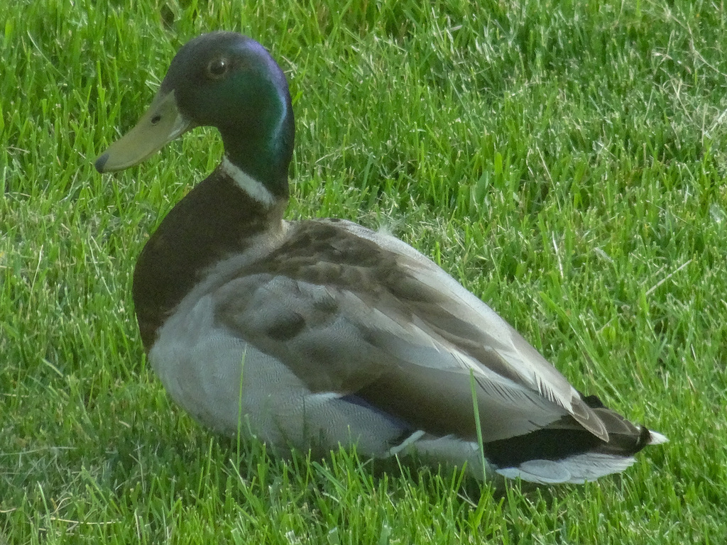 Mallard from Spring Grove Ct NE, Cedar Rapids, IA, US on June 3, 2024 ...