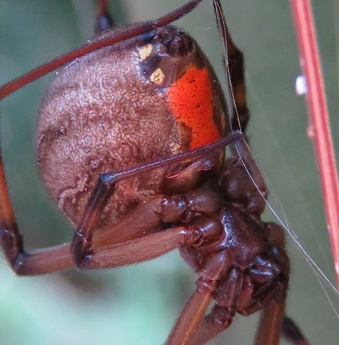 Latrodectus obscurior