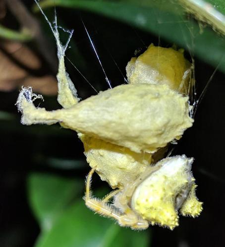 Acantharachne milloti