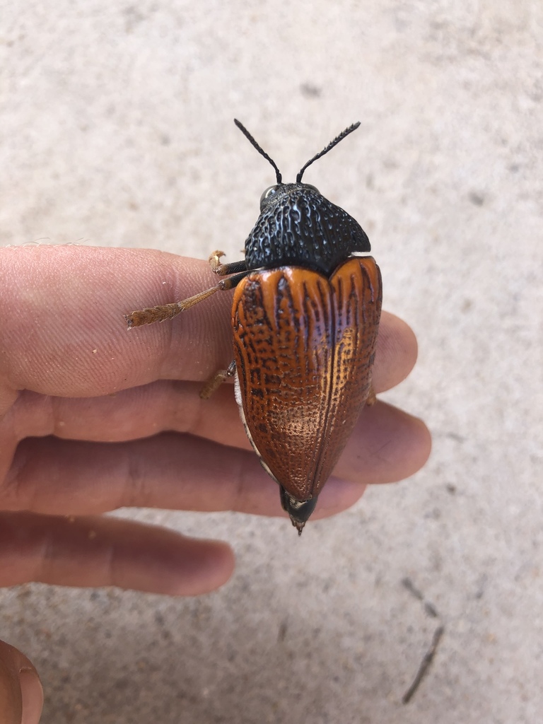 Sternocera hildebrandti · iNaturalist