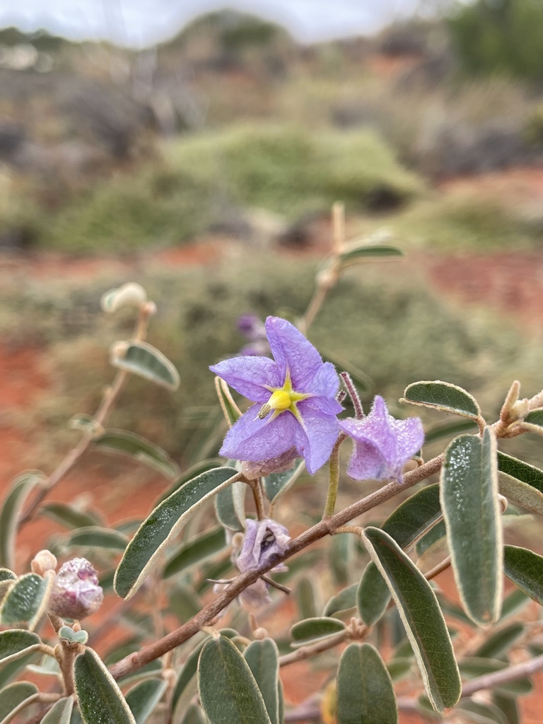 dicots from Yulara, NT, AU on June 4, 2024 at 09:48 AM by Ben Timmings ...