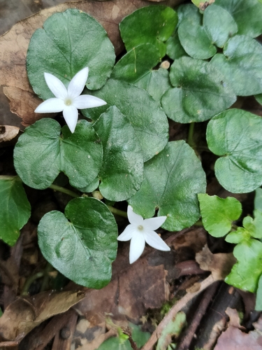 snake pennywort