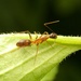 Camponotus irritans - Photo (c) fish2bug, todos los derechos reservados, uploaded by fish2bug