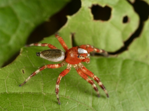 Plexippoides discifer
