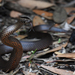 Golden-crowned Snake - Photo (c) Tom Frisby, all rights reserved, uploaded by Tom Frisby