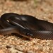 Slaty-grey Snake - Photo (c) Tom Frisby, all rights reserved, uploaded by Tom Frisby