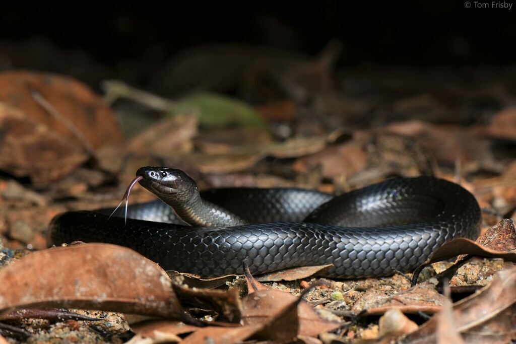 Eastern Small-eyed Snake