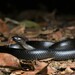 Eastern Small-eyed Snake - Photo (c) Tom Frisby, all rights reserved, uploaded by Tom Frisby