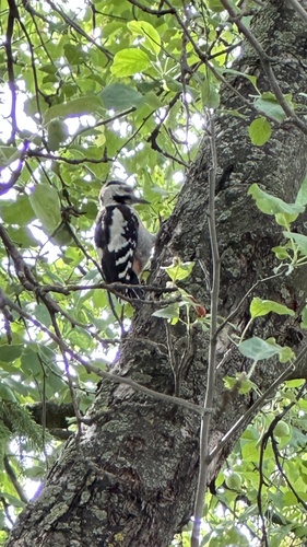 Syrian Woodpecker