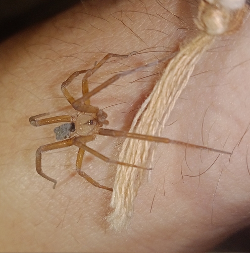 Filistata insidiatrix