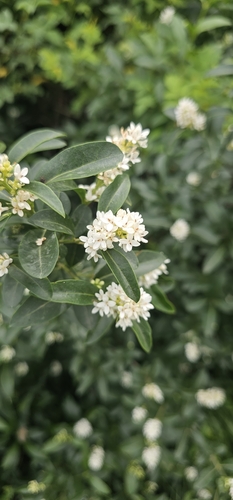 Common Privet