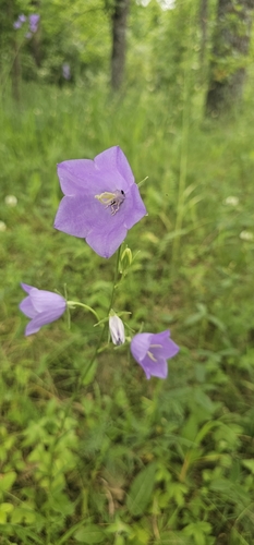 Peach-leaved Bellflower