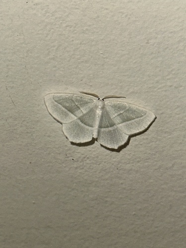 Pale Beauty (Campaea perlata)