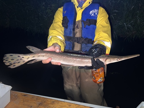 Shortnose Gar
