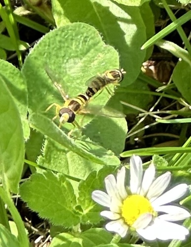Common Globetail