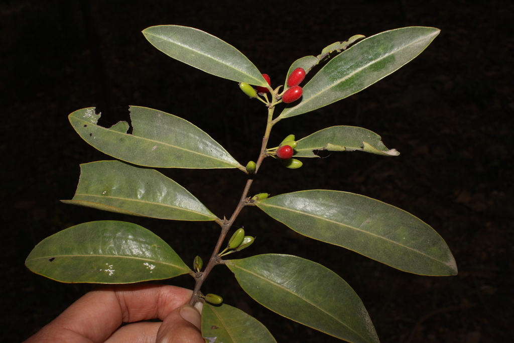 Erythroxylum cambodianum (Erythroxylum cambodianum)
