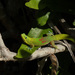 Phelsuma laticauda - Photo (c) Christopher B., kaikki oikeudet pidätetään, lähettänyt Christopher B.