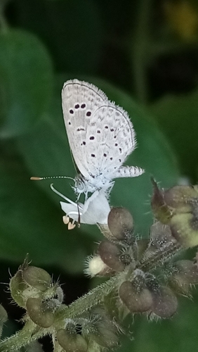 Dark Grass Blue